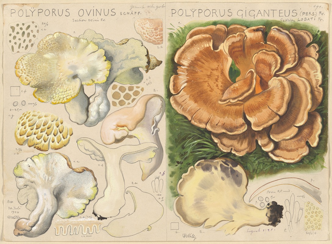 Hans Walty - Polyporus ovinus, Polyporus giganteus