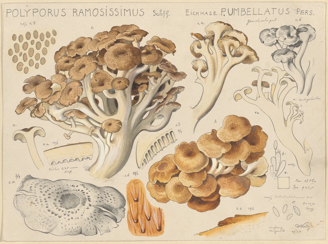 Hans Walty - Polyporus ramosissimus Schff.