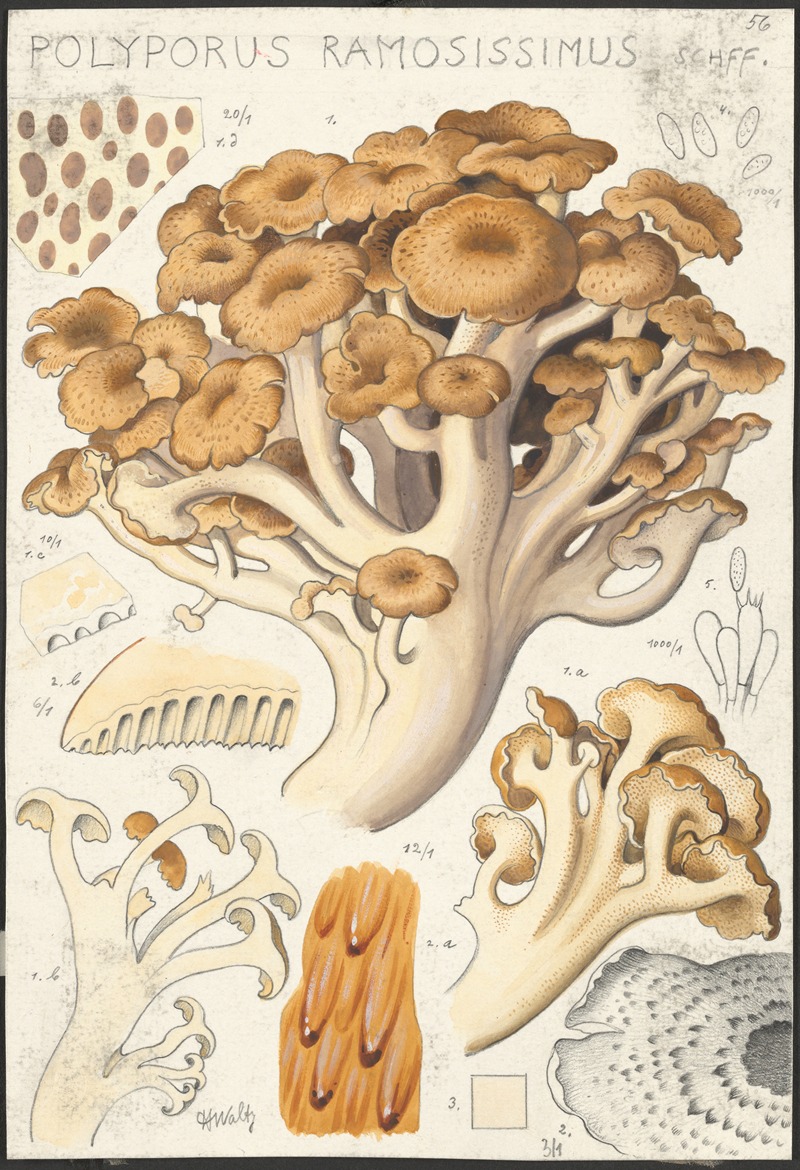 Hans Walty - Polyporus ramosissimus Schff