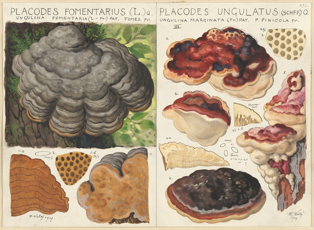 Hans Walty - Polystictus fomentarius, Placodes ungulatus