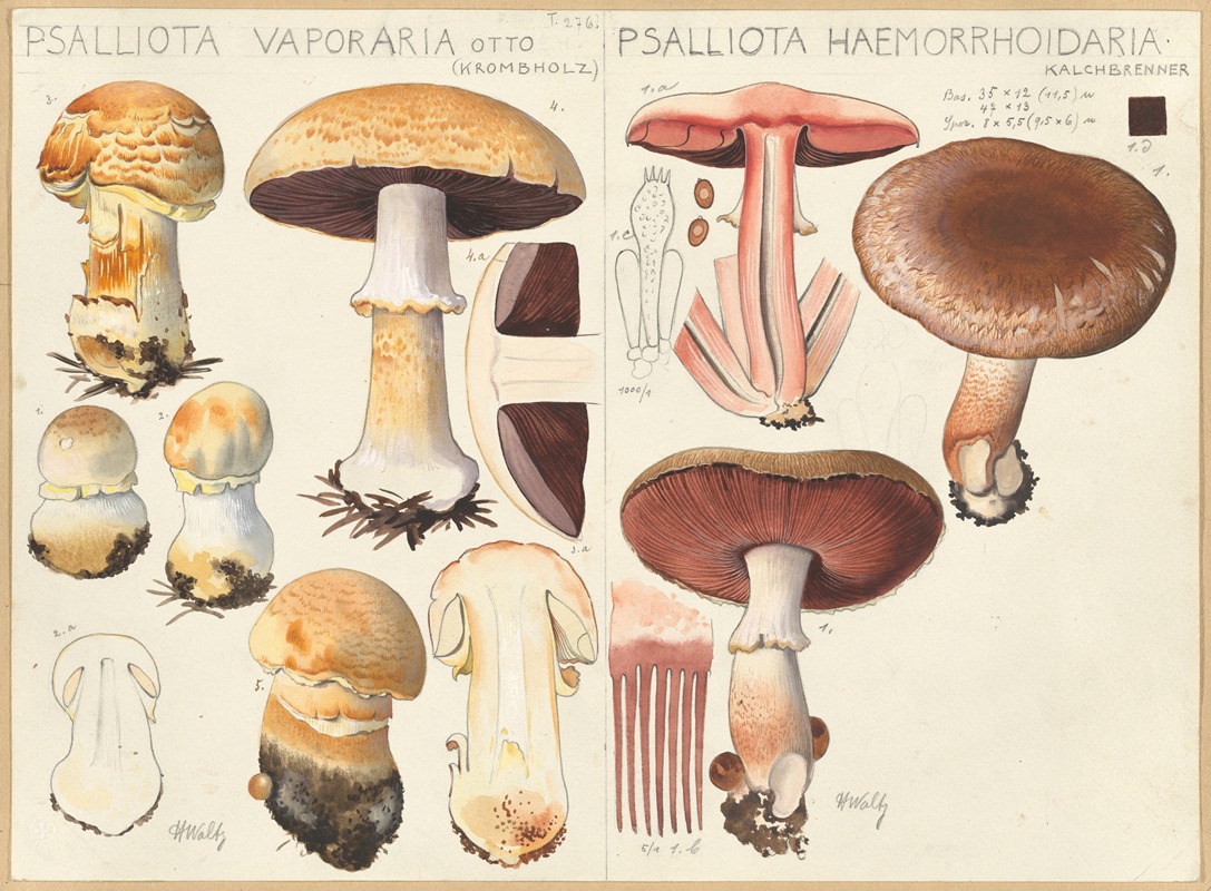 Hans Walty - Psalliota vaporaria, Psalliota haemorrhoidaria