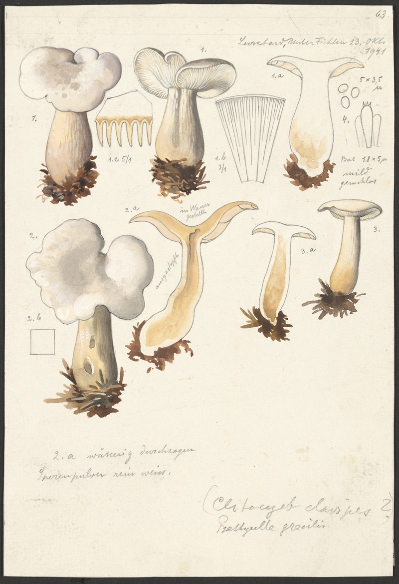 Hans Walty - Psathyrella gracilis, (Clitocybe clavipes)