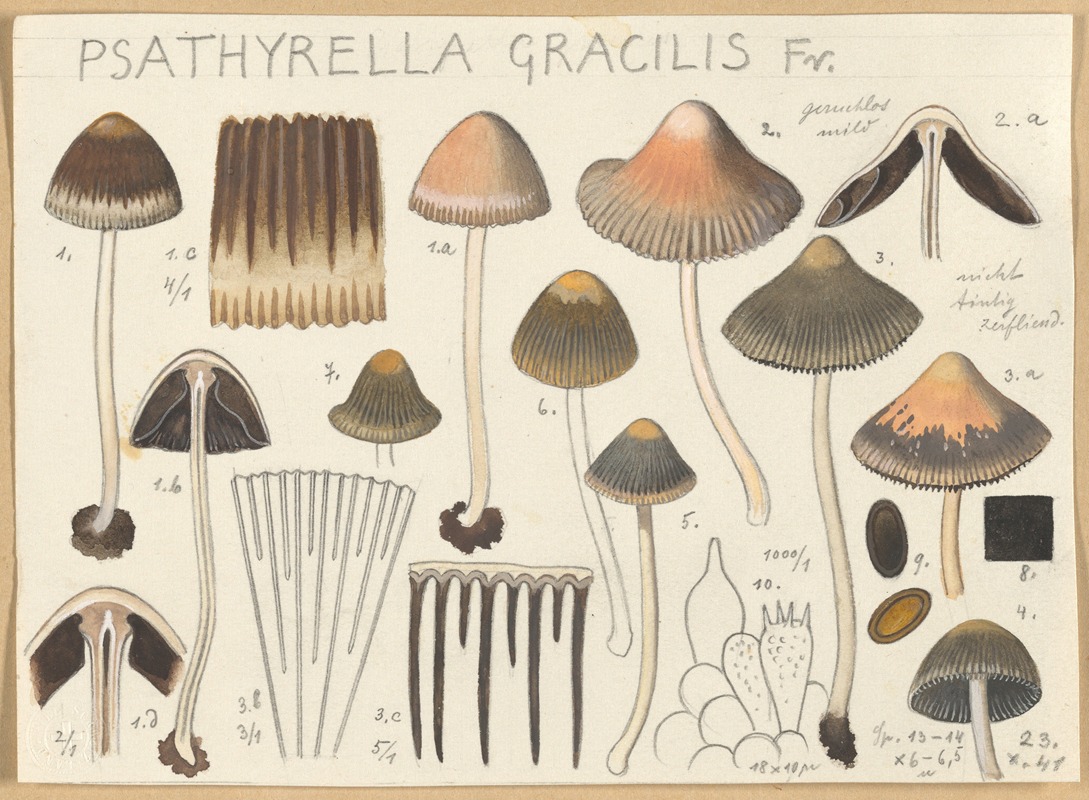 Hans Walty - Psathyrella gracilis