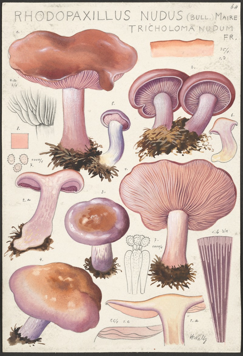 Hans Walty - Rhodopaxillus nudus (Bull.) Maire, Tricholoma nudum Fr.