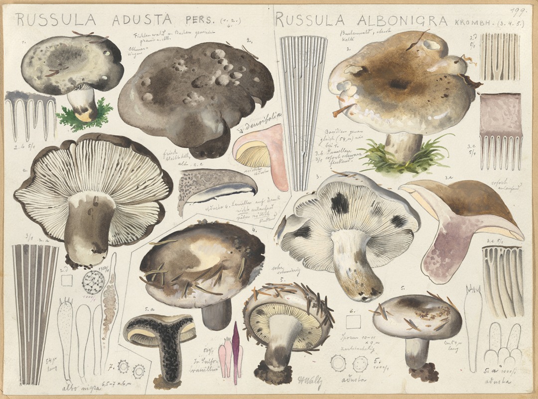 Hans Walty - Russula adusta, Russula albonigra