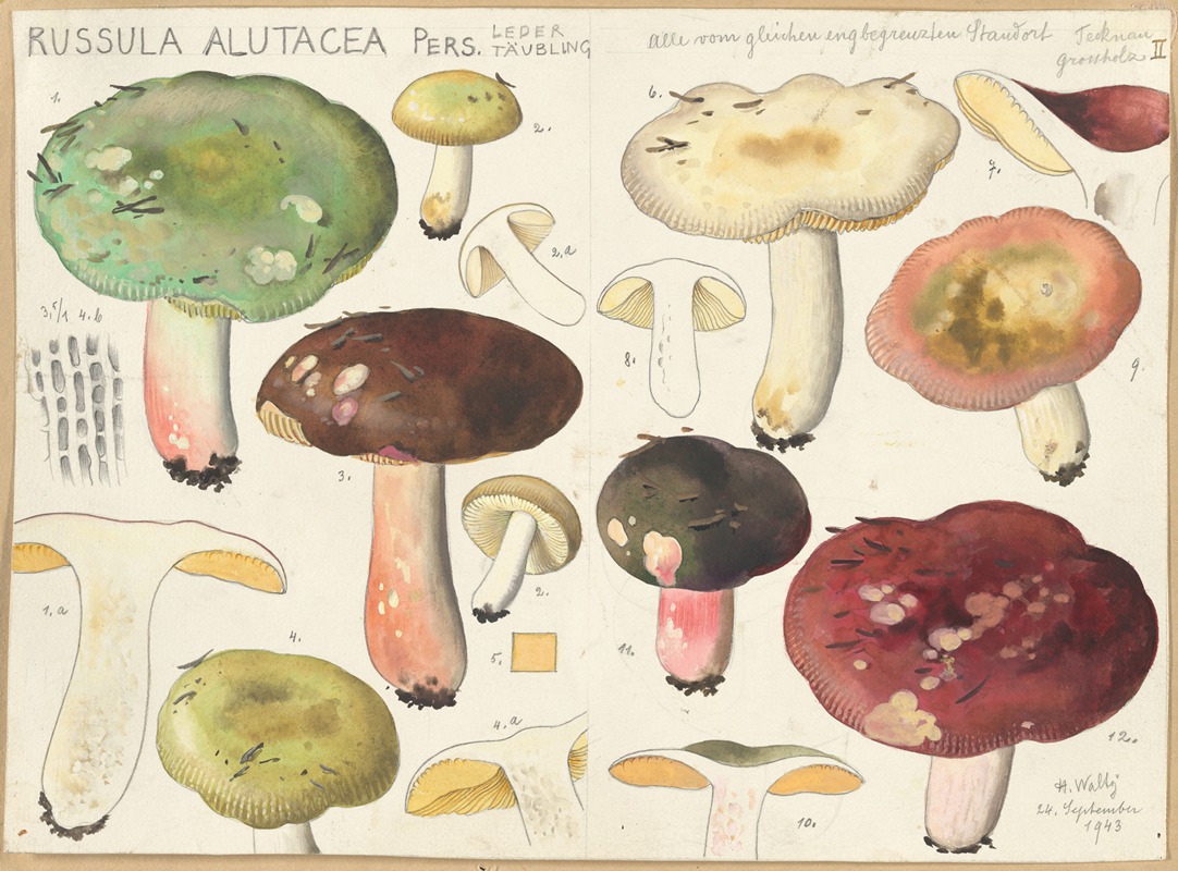 Hans Walty - Russula alutacea Pers.