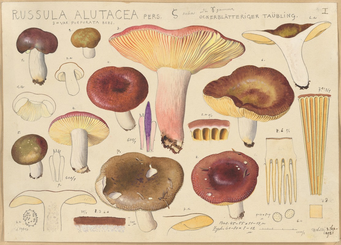 Hans Walty - Russula alutacea Pers