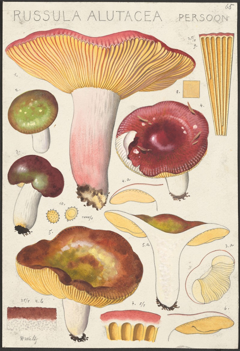 Hans Walty - Russula alutacea Persoon