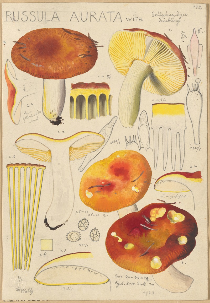 Hans Walty - Russula aurata