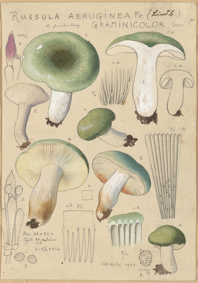 Hans Walty - Russula aureginea