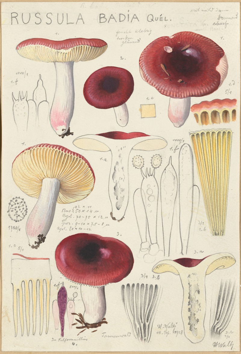 Hans Walty - Russula badia