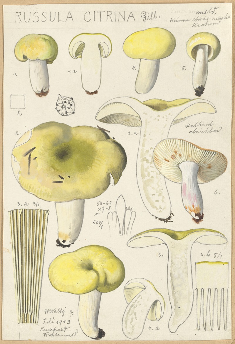 Hans Walty - Russula citrina