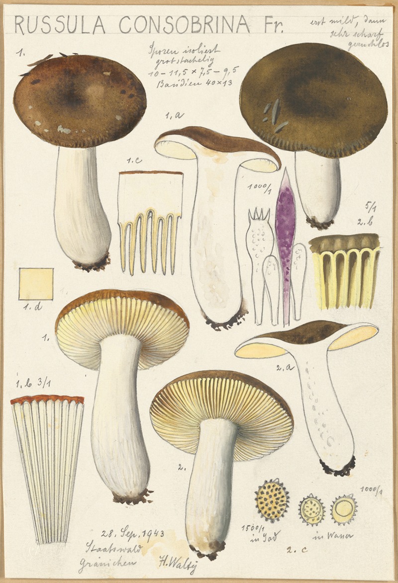 Hans Walty - Russula consobrina