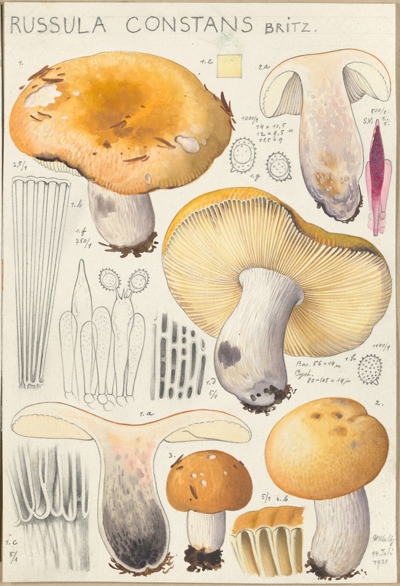 Hans Walty - Russula constans