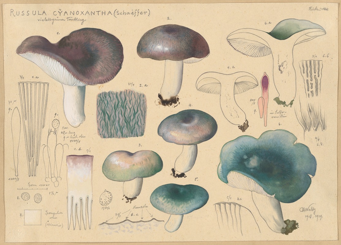 Hans Walty - Russula cyanoxantha (Schaeffer)