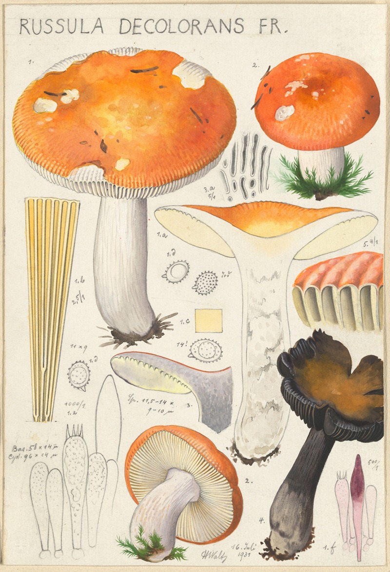 Hans Walty - Russula decolorans Fr.