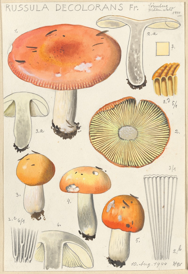 Hans Walty - Russula decolorans