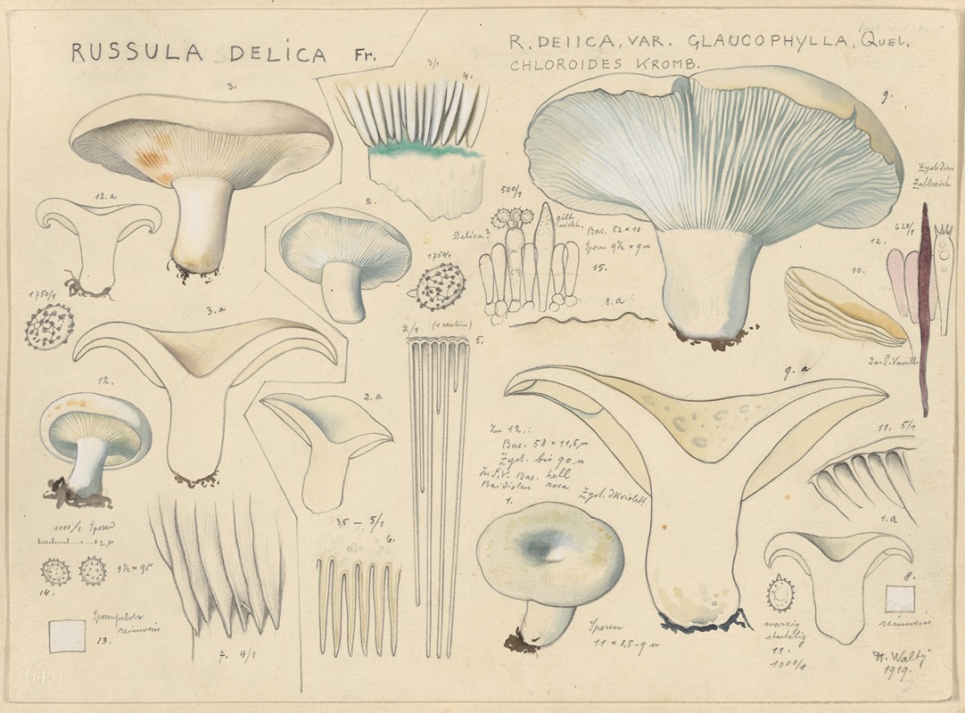 Hans Walty - Russula delica