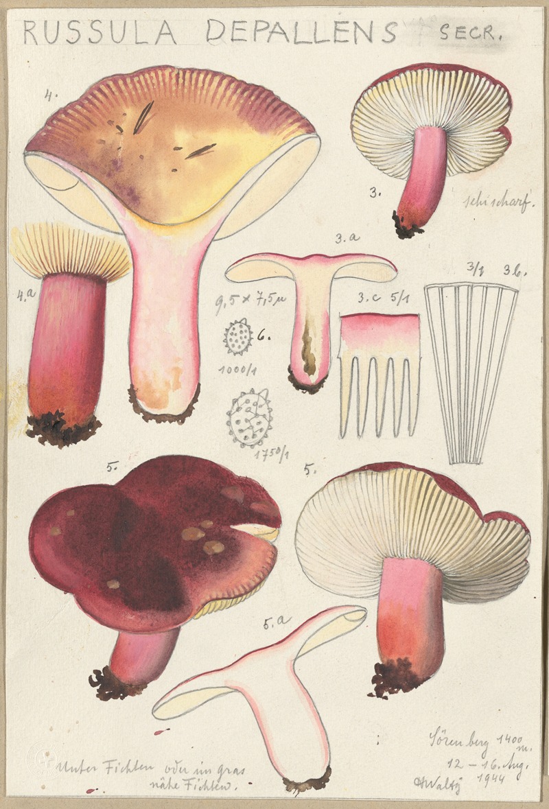 Hans Walty - Russula depallens