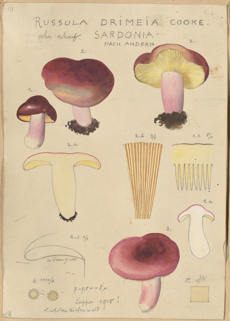 Hans Walty - Russula drimeia