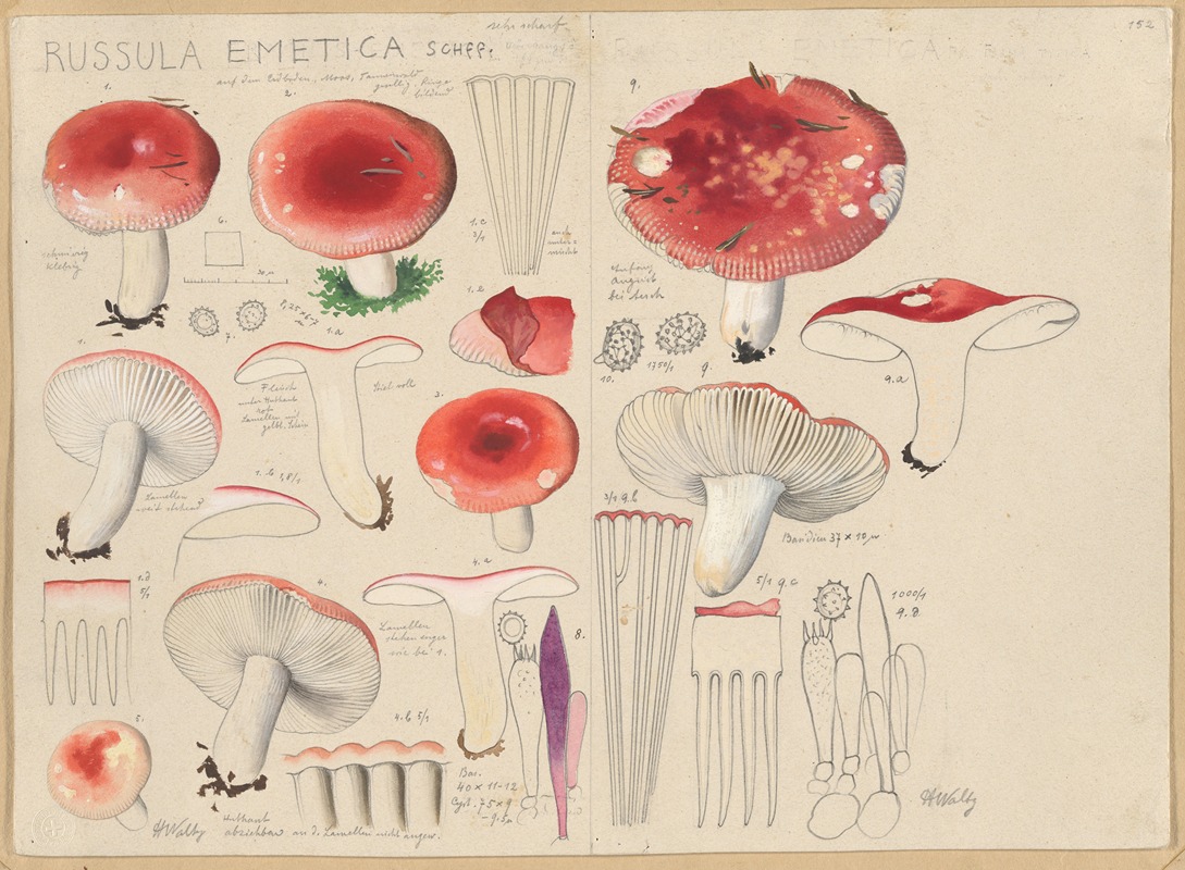 Hans Walty - Russula emetica Schff.