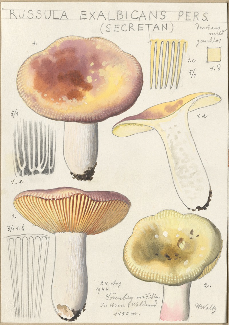 Hans Walty - Russula exalbicans