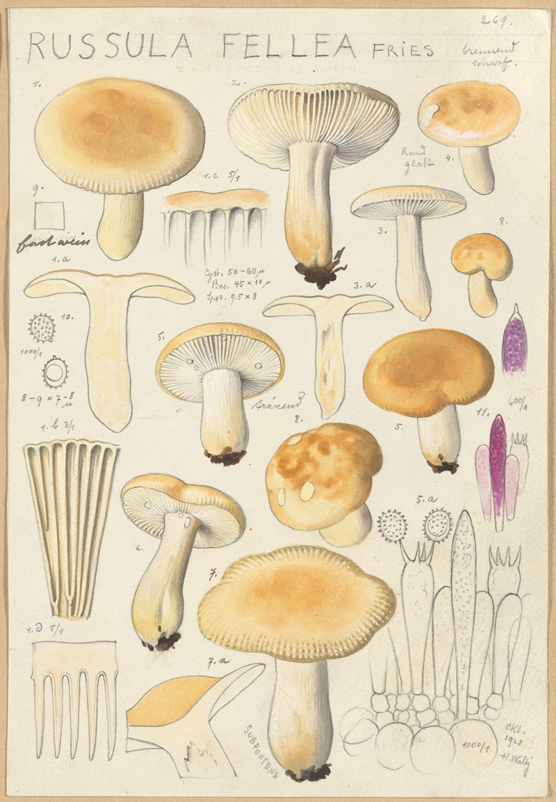 Hans Walty - Russula fellea