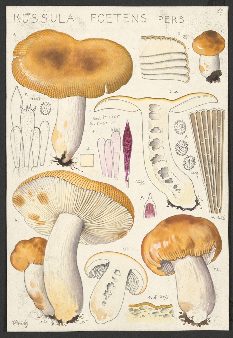 Hans Walty - Russula foetens Pers.