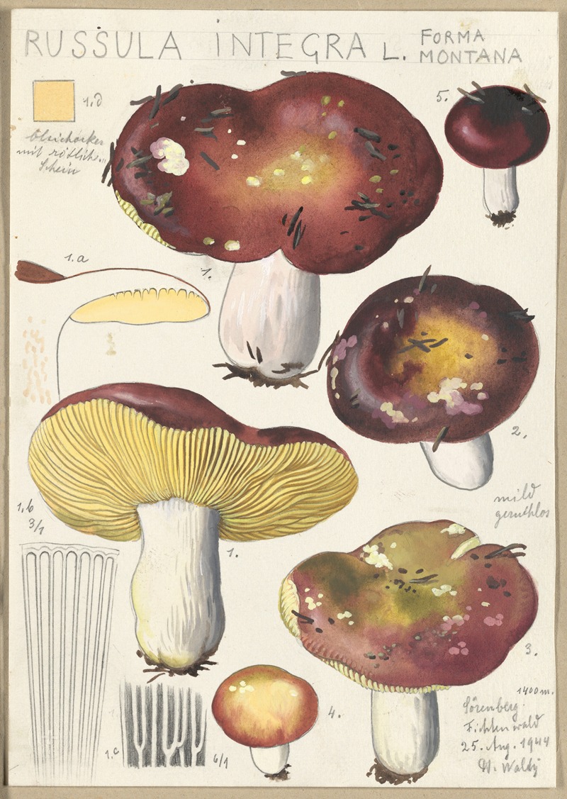 Hans Walty - Russula integra L. Forma montana