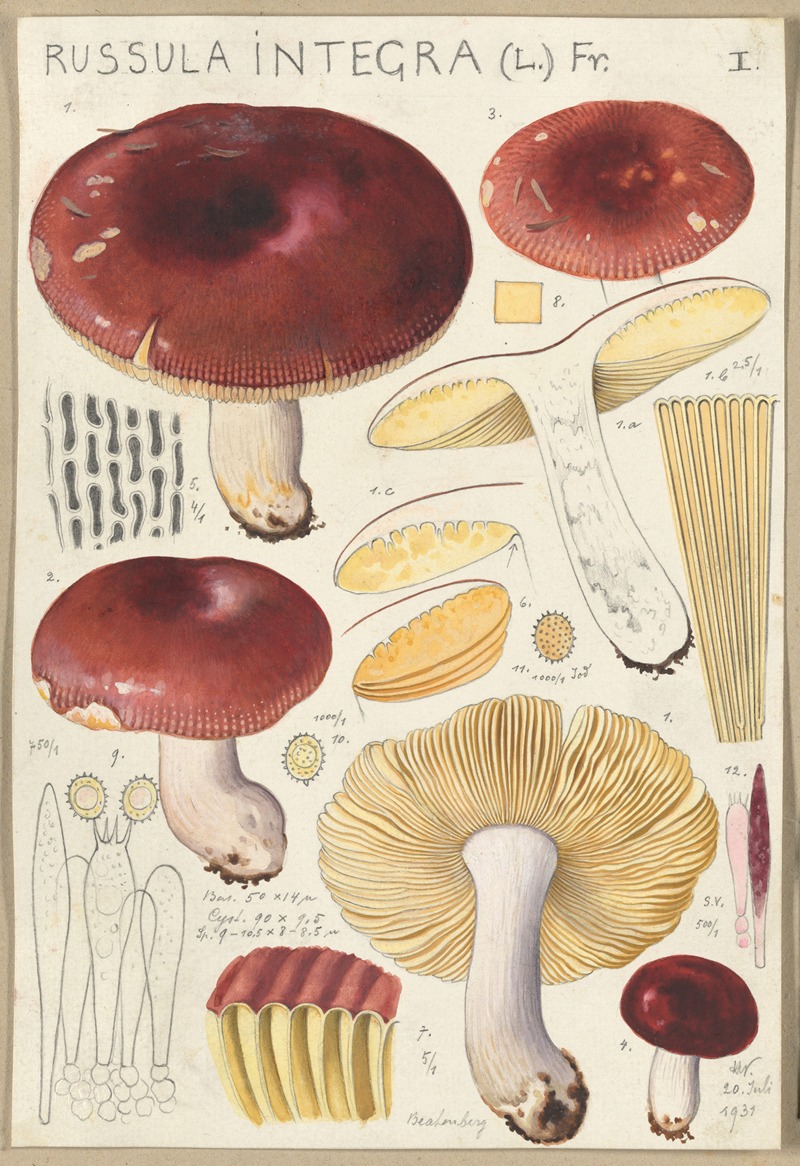 Hans Walty - Russula integra