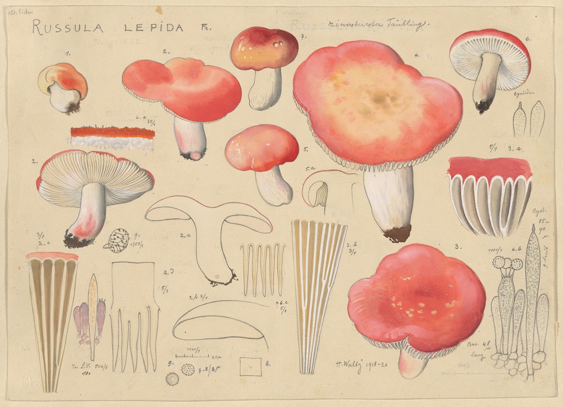 Hans Walty - Russula lepida Fr.