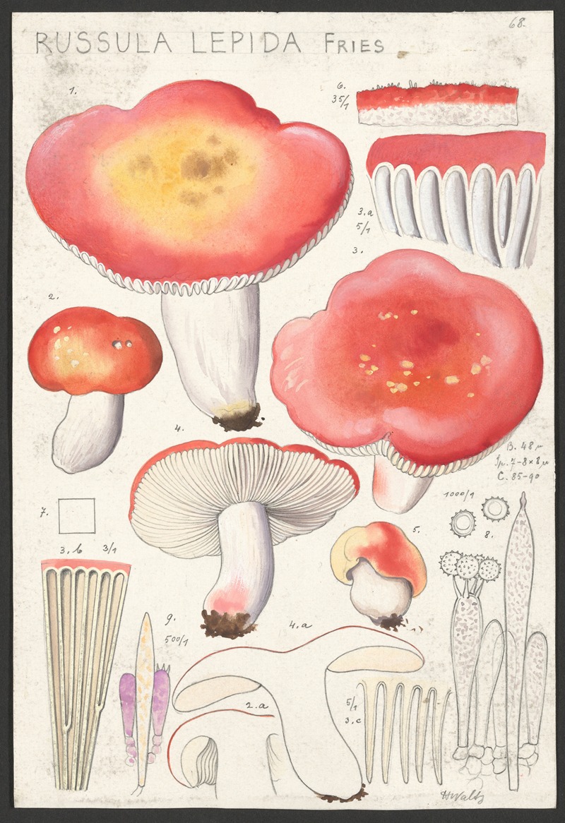 Hans Walty - Russula lepida Fries