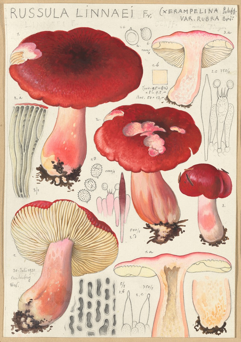 Hans Walty - Russula linnaei