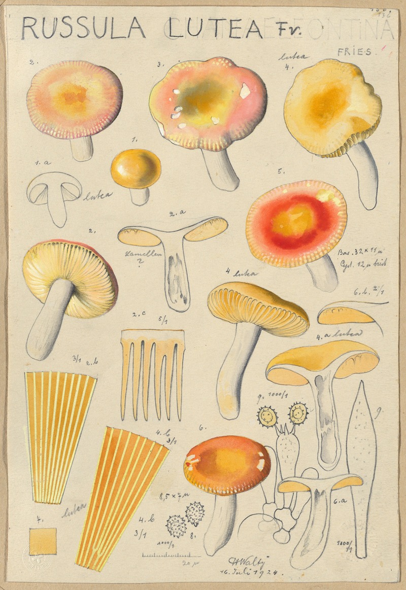 Hans Walty - Russula lutea