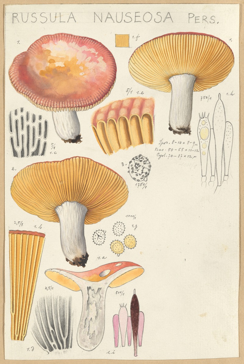 Hans Walty - Russula nauseosa