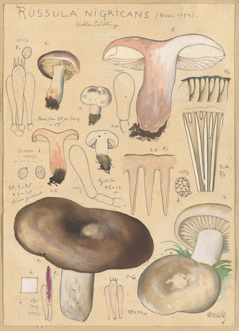 Hans Walty - Russula nigricans