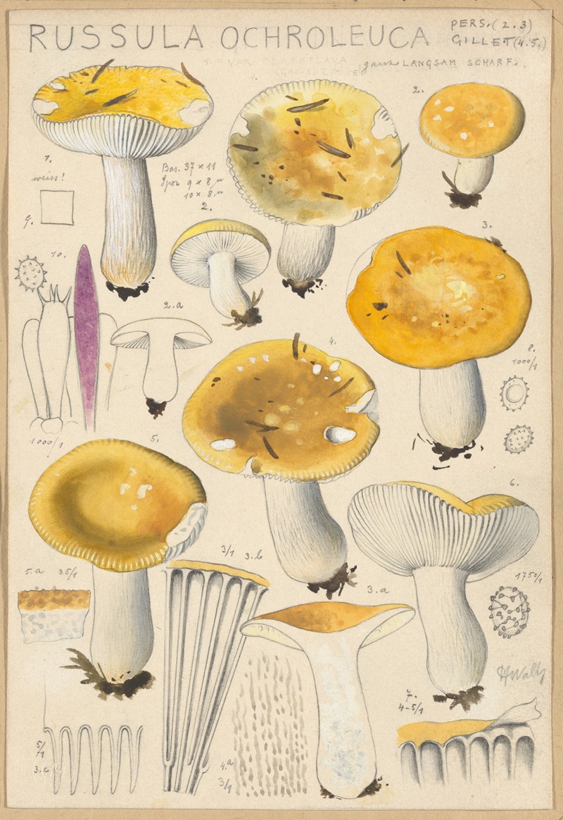 Hans Walty - Russula ochroleuca