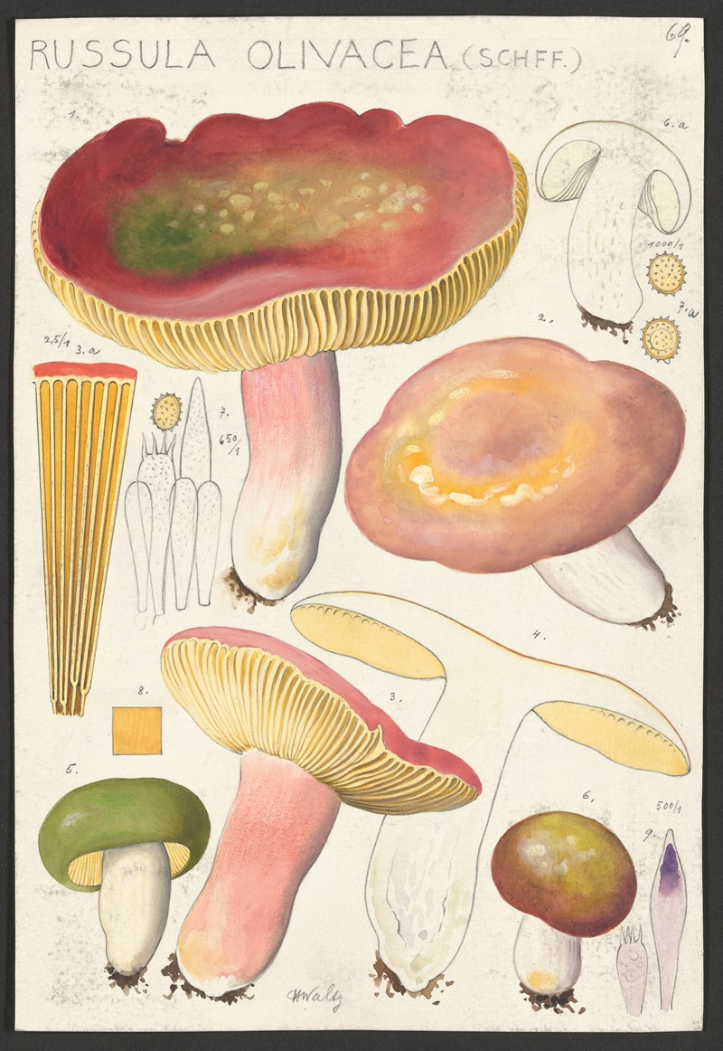 Hans Walty - Russula olivacea (Schff.)