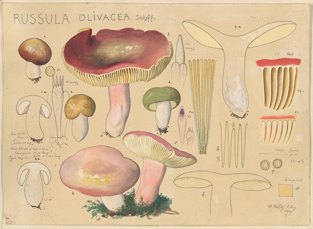 Hans Walty - Russula olivacea Schff 2