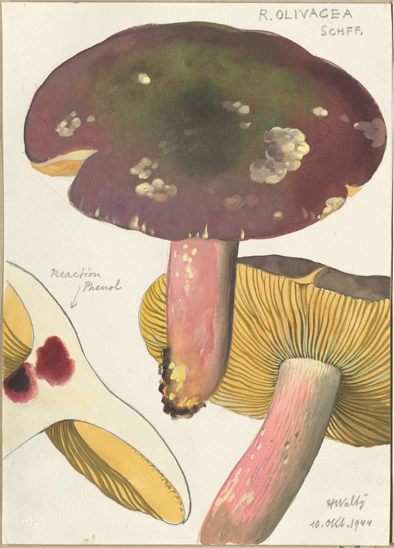 Hans Walty - Russula Olivacea schff