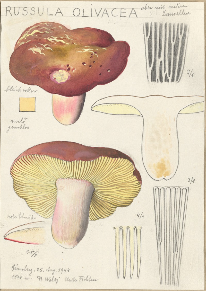 Hans Walty - Russula Olivacea