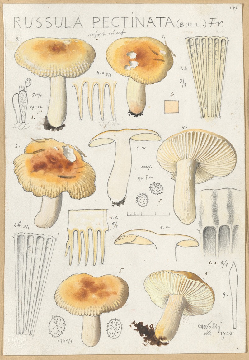 Hans Walty - Russula pectinata