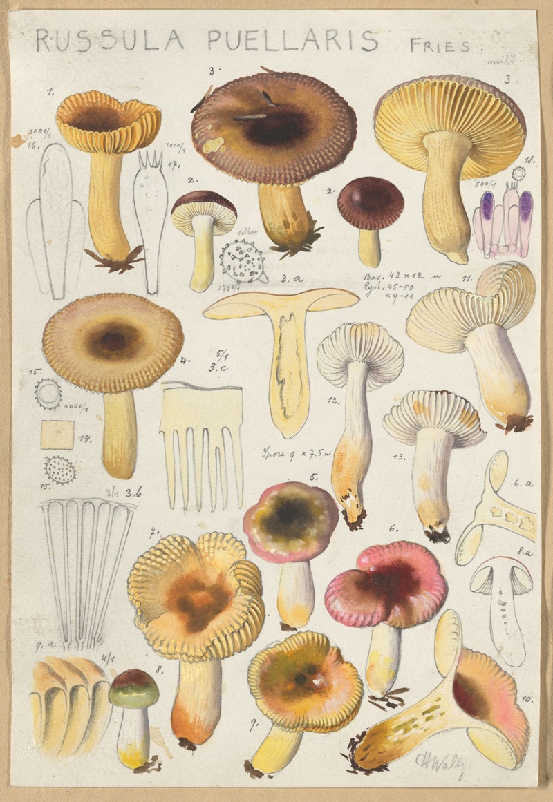 Hans Walty - Russula Puellaries