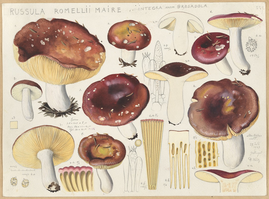 Hans Walty - Russula romellii maire