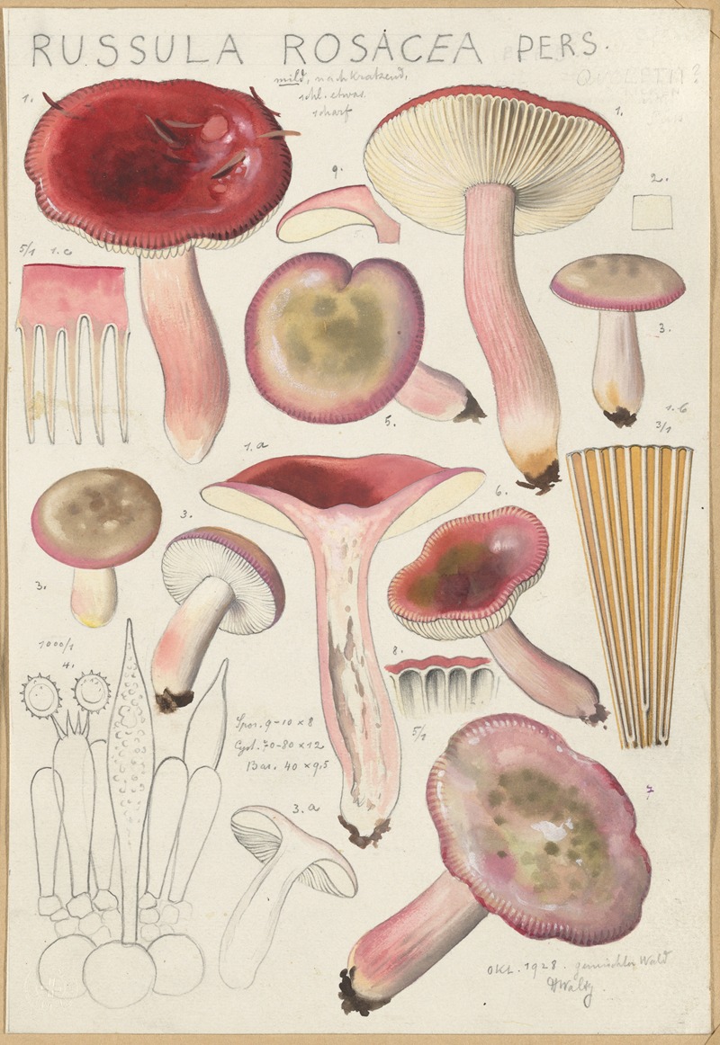 Hans Walty - Russula rosacea