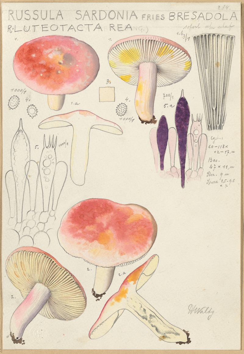 Hans Walty - Russula sardonia