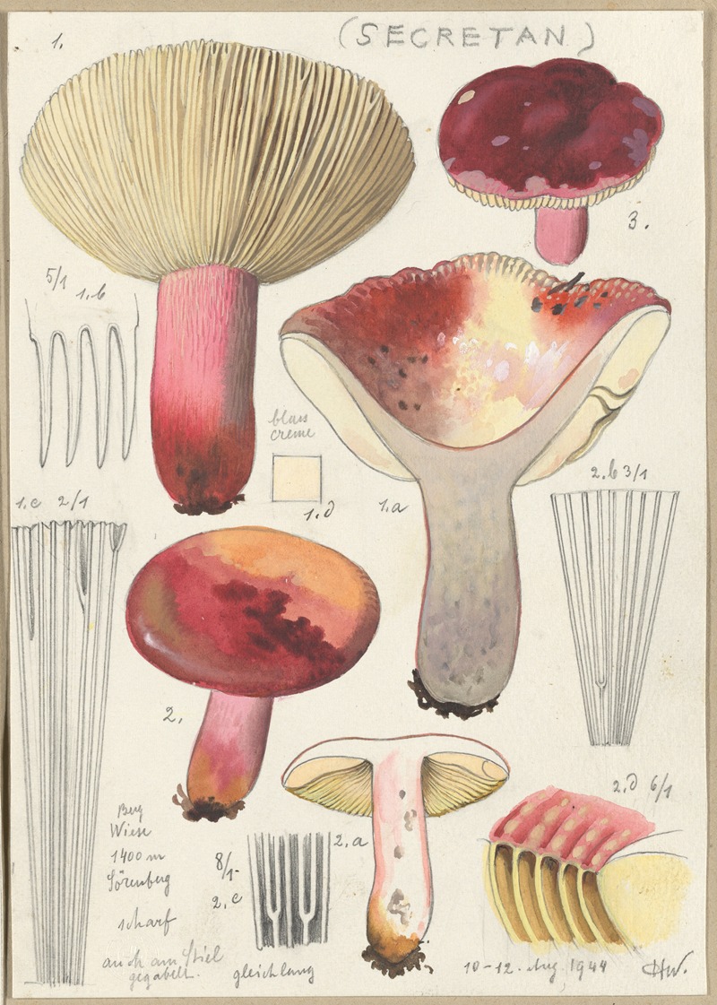 Hans Walty - Russula secretan