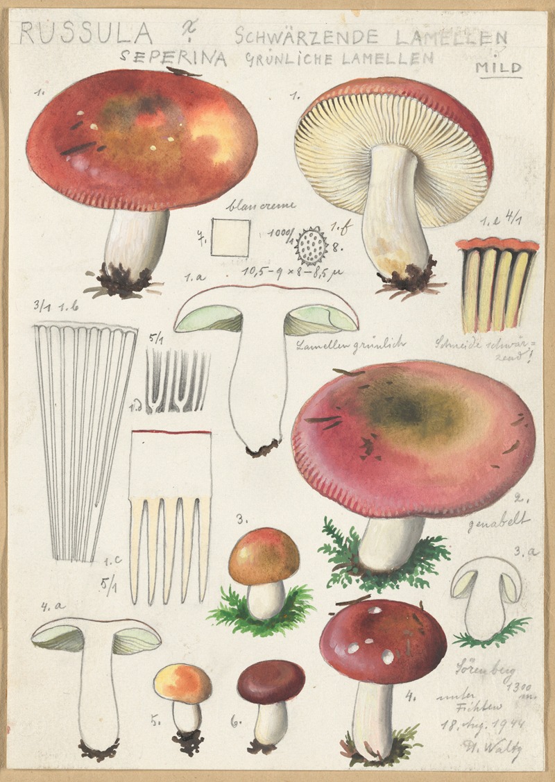 Hans Walty - Russula Seperina