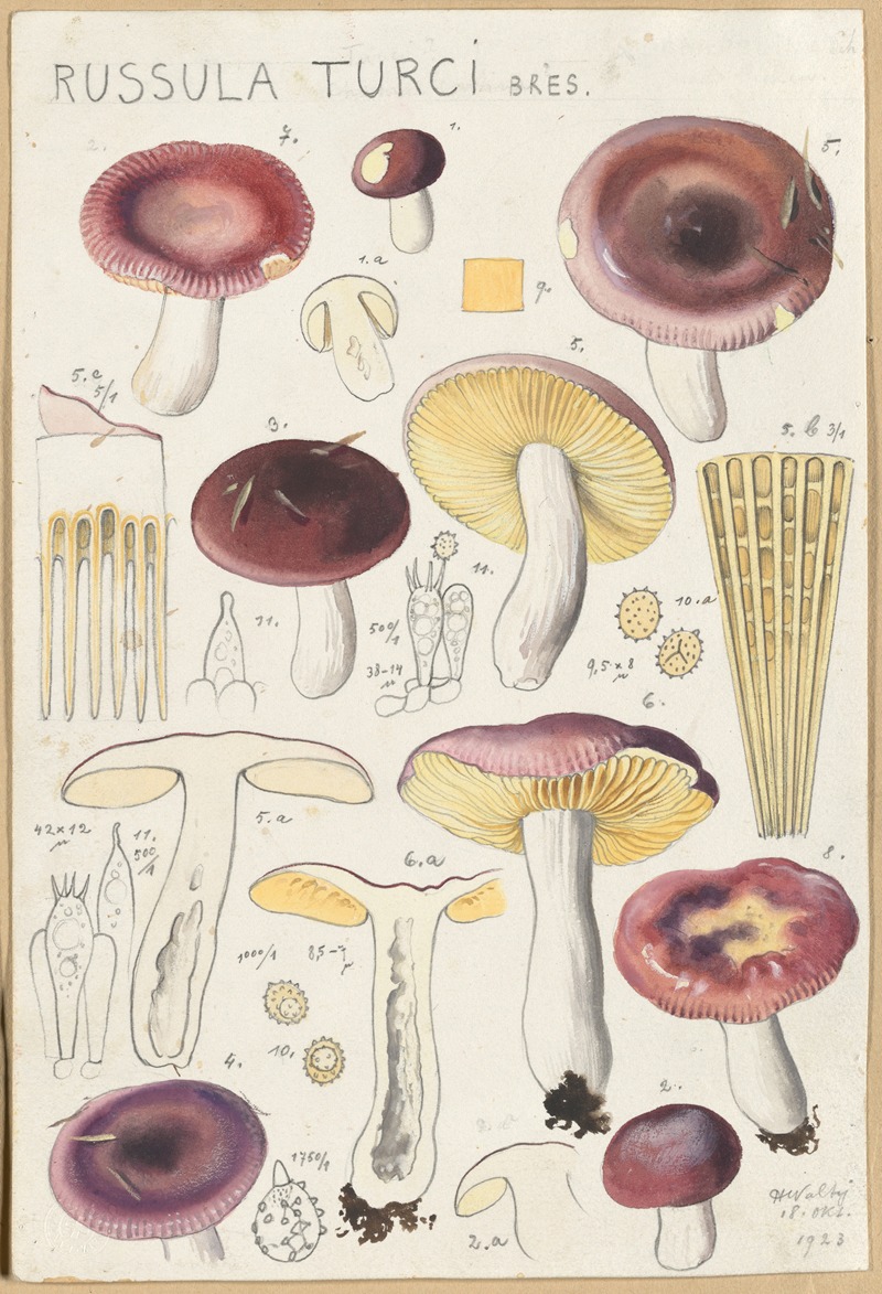 Hans Walty - Russula turci