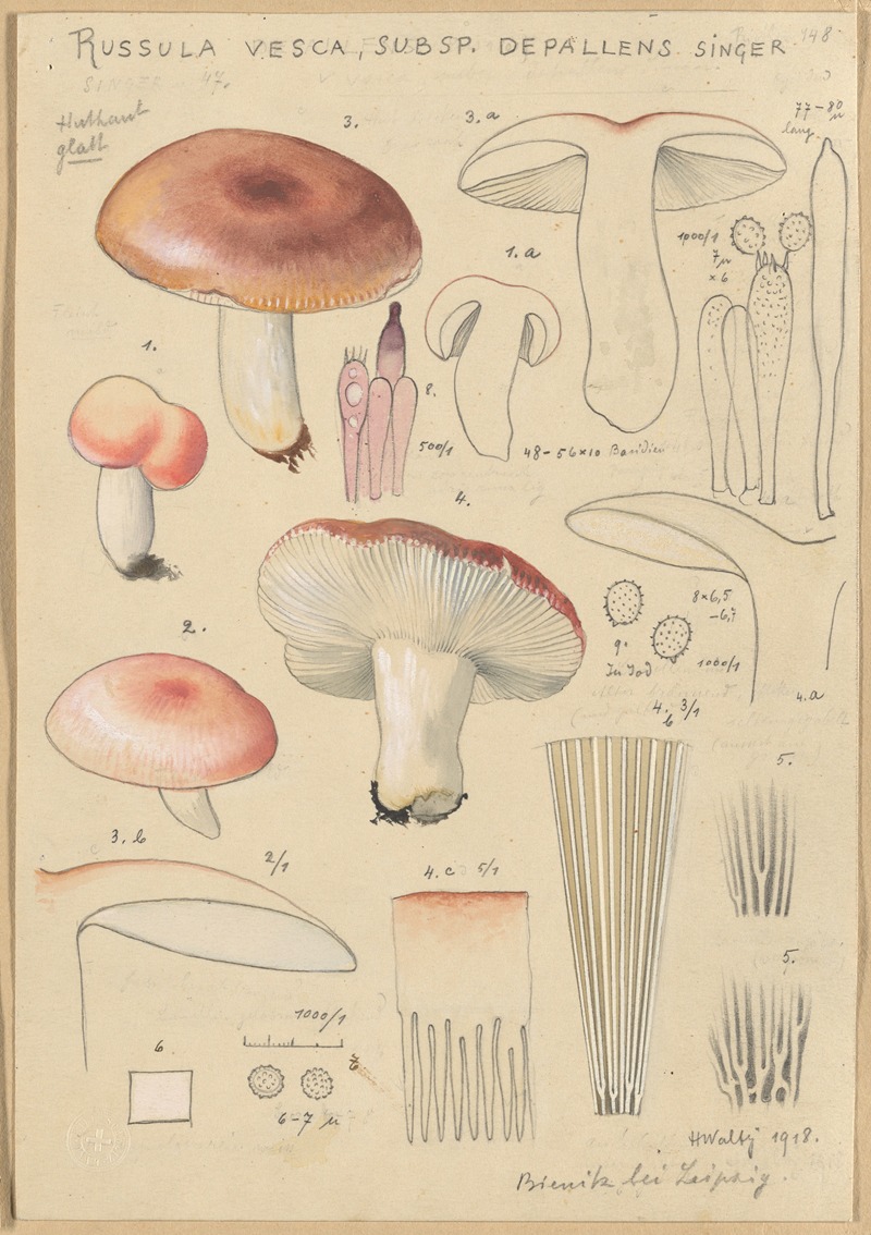 Hans Walty - Russula vesca subsp. Depallens singer